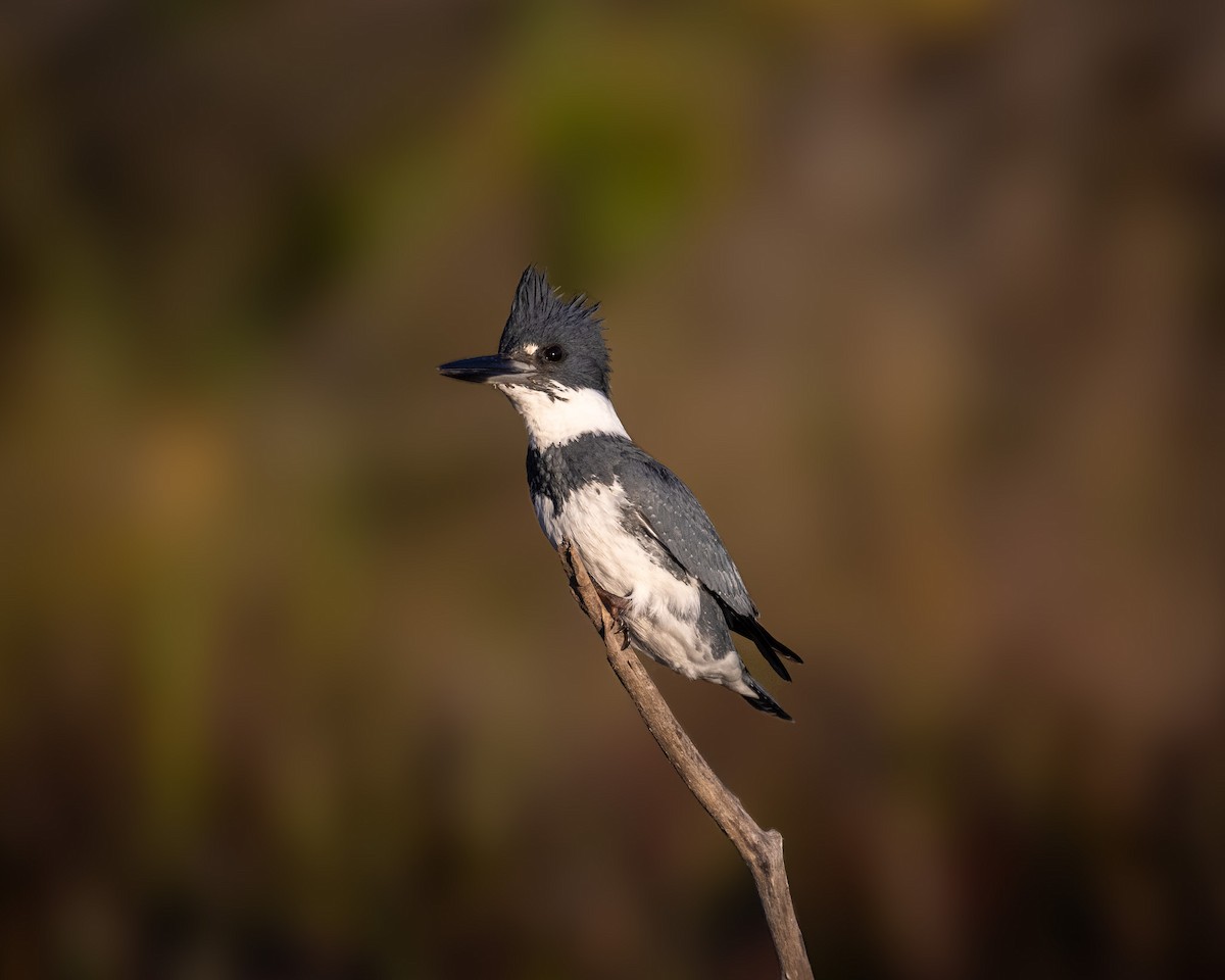 Belted Kingfisher - ML612180794