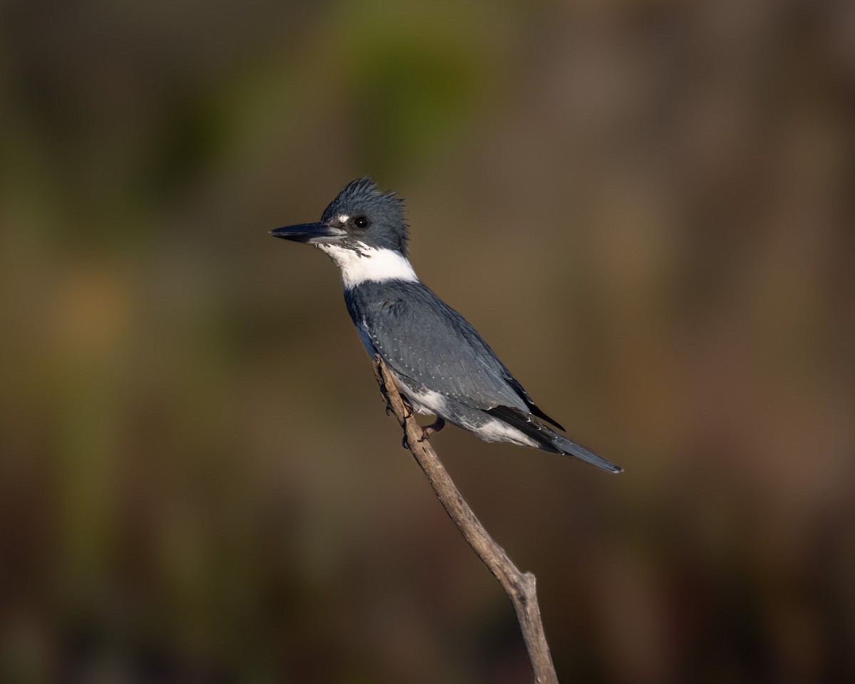 Belted Kingfisher - ML612180795