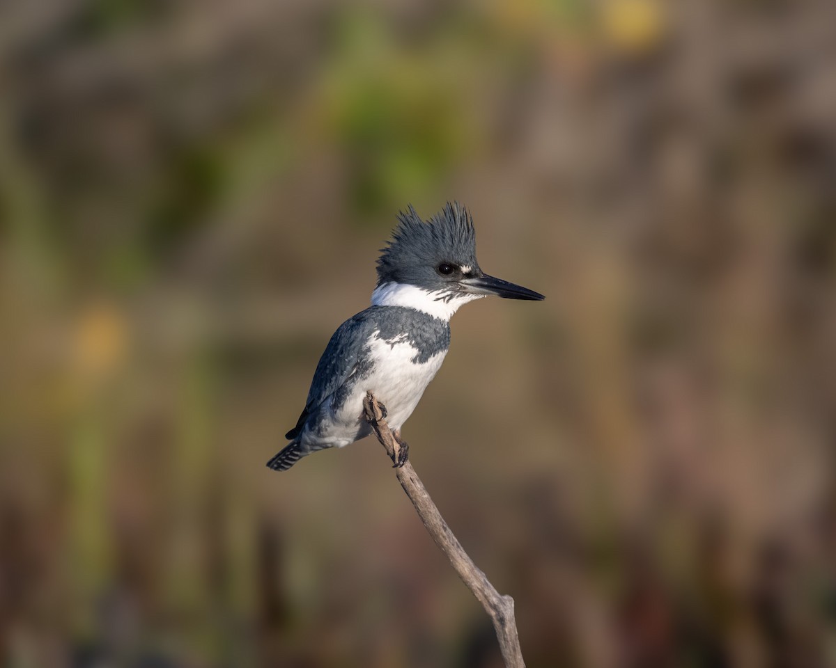 Belted Kingfisher - ML612180804