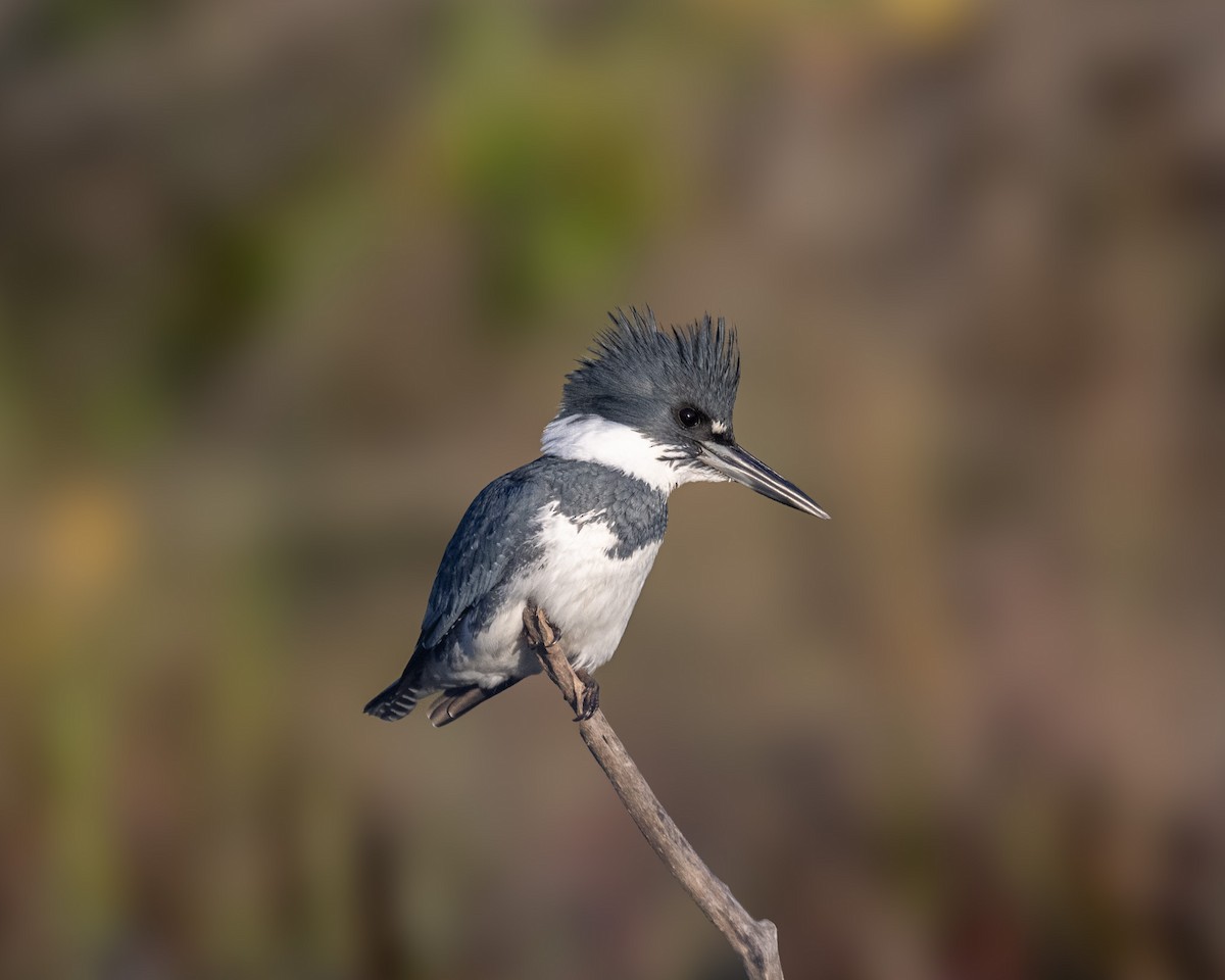 Belted Kingfisher - Graham Deese