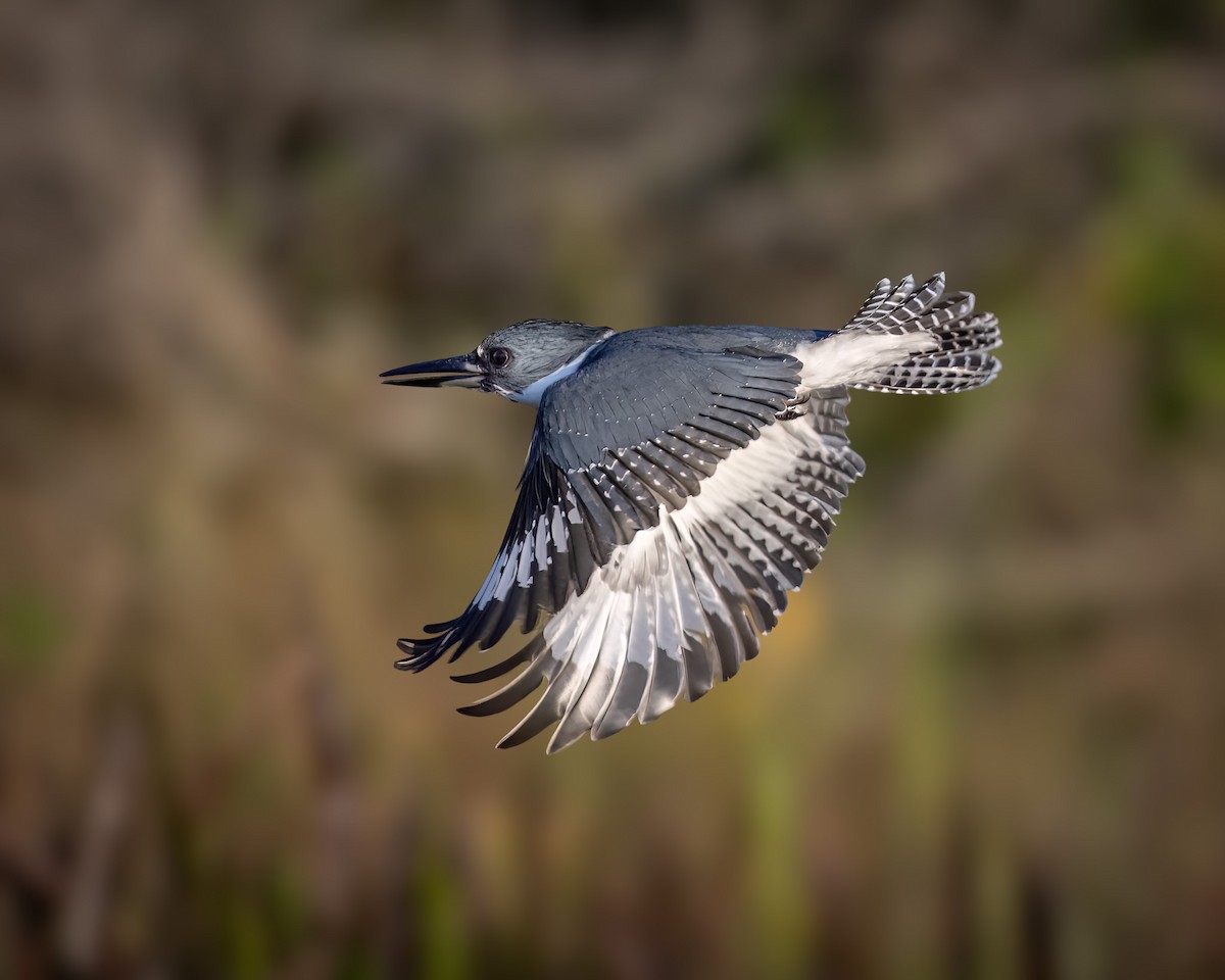 Belted Kingfisher - ML612180814