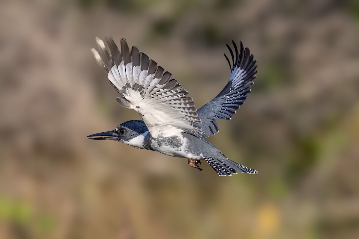 Belted Kingfisher - ML612180815