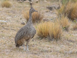  - Elegant Crested-Tinamou