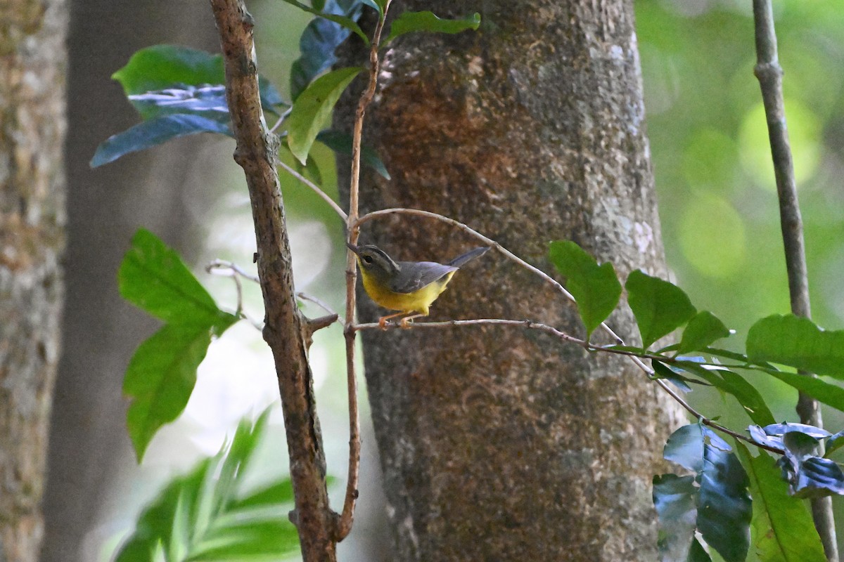 Golden-crowned Warbler - ML612181046