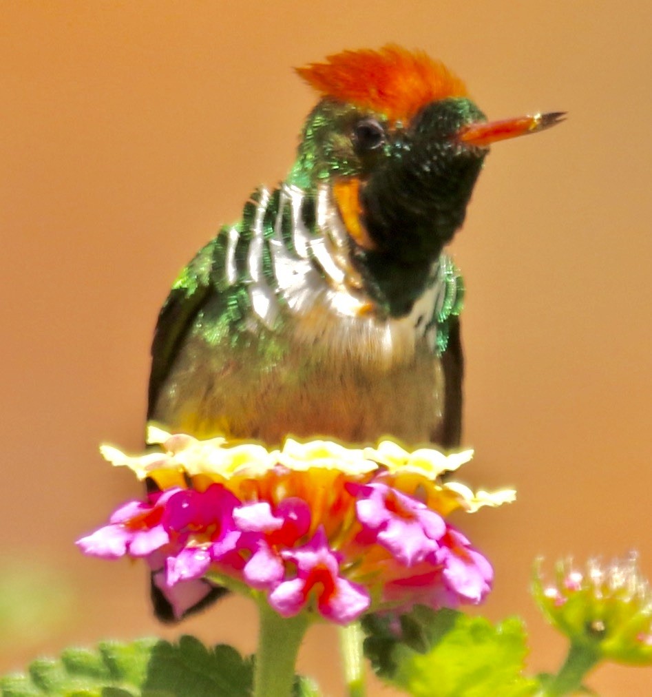 Frilled Coquette - ML612181149