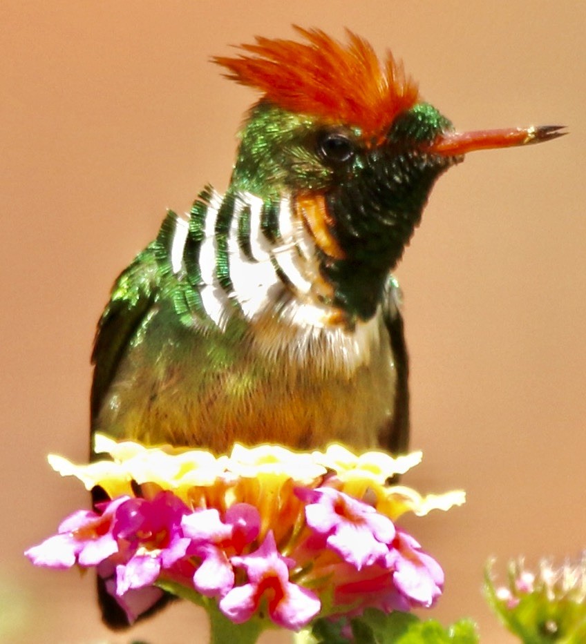 Frilled Coquette - ML612181151