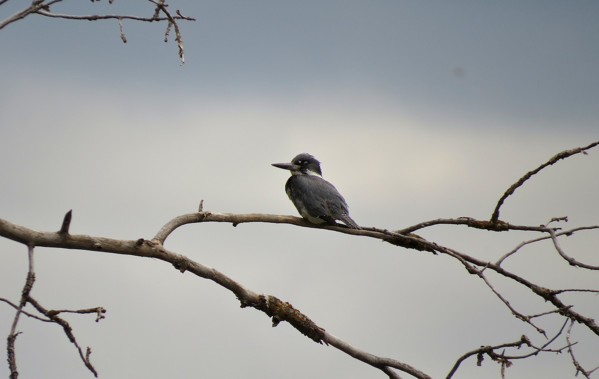 Belted Kingfisher - ML612181708