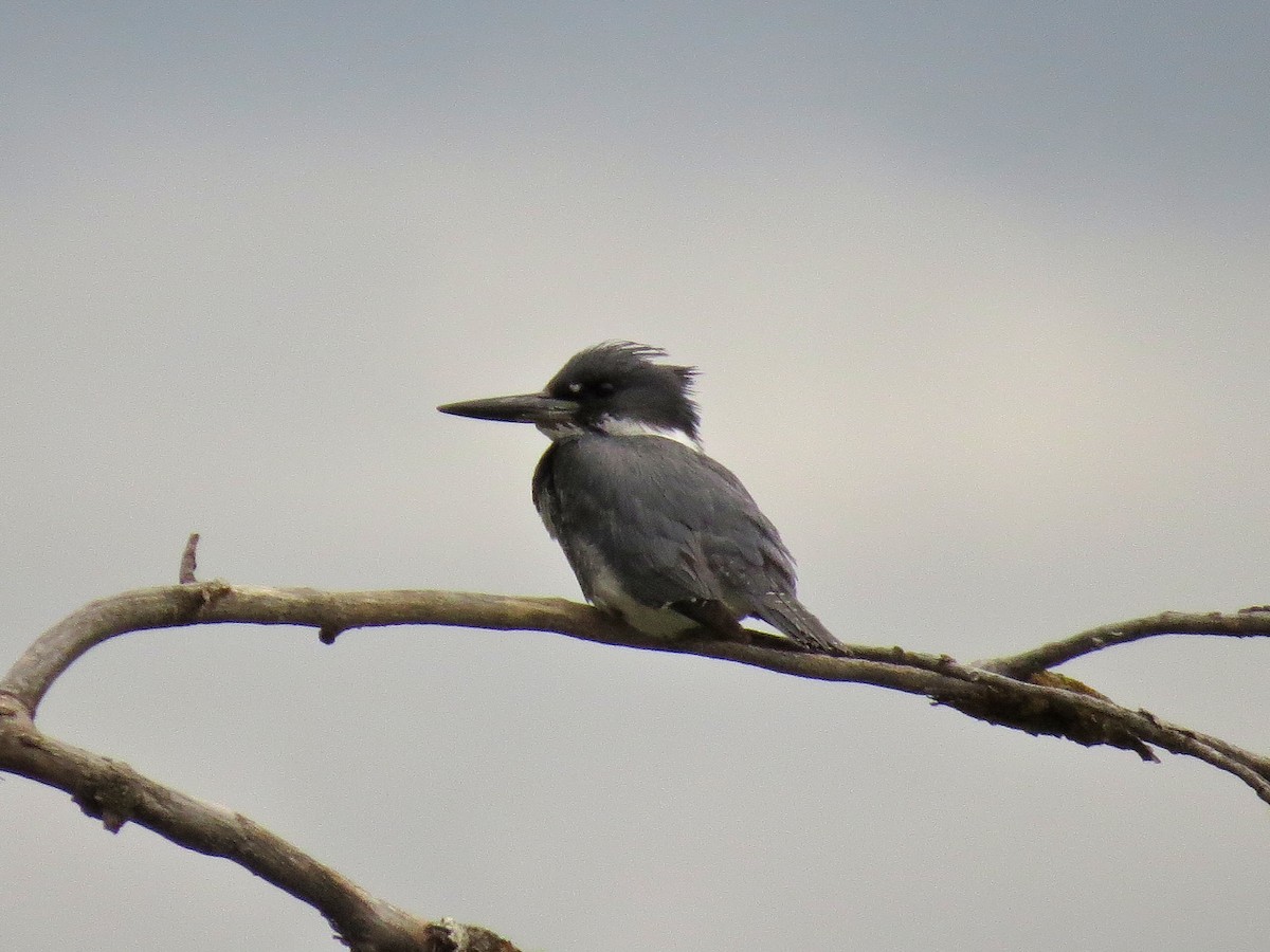 Belted Kingfisher - ML612181710