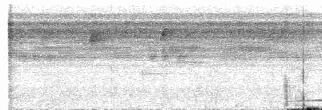 Puntarenas Screech-Owl (undescribed form) - ML612181747