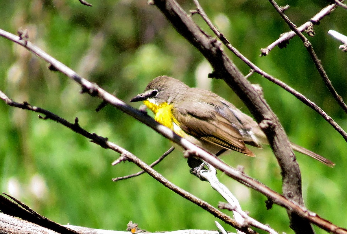 Yellow-breasted Chat - ML612181881