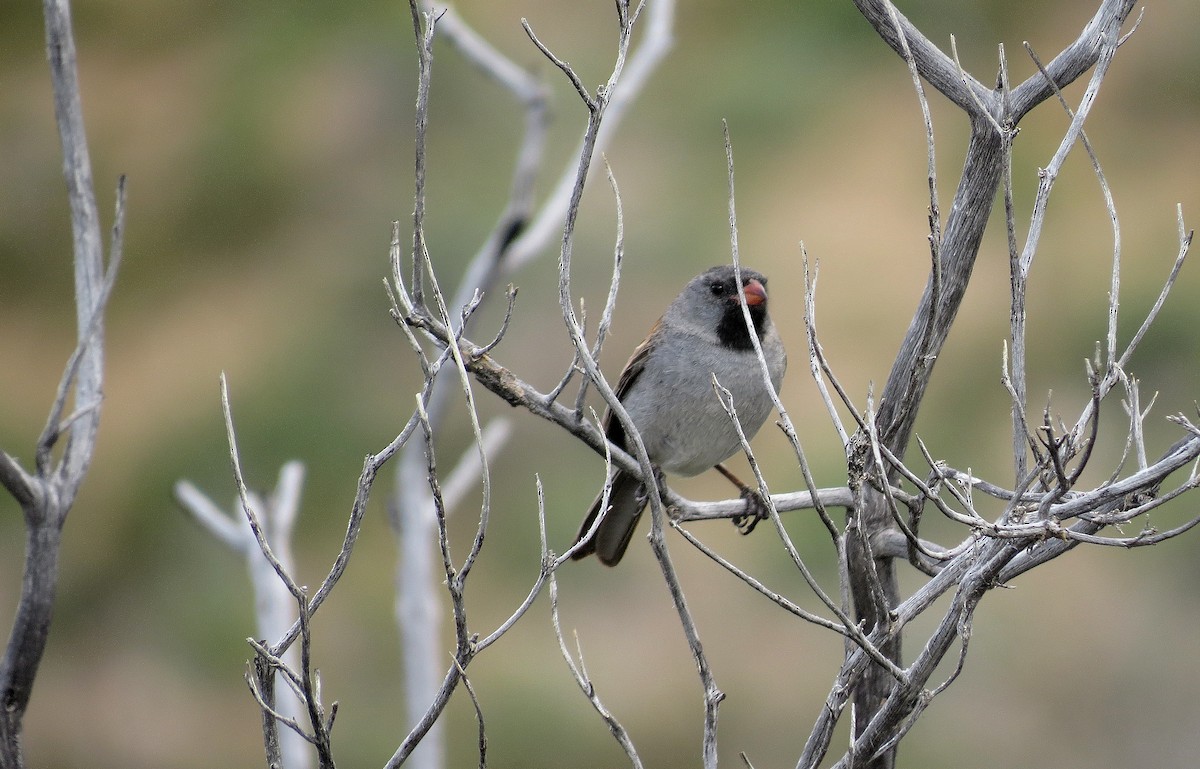 Black-chinned Sparrow - ML612182160