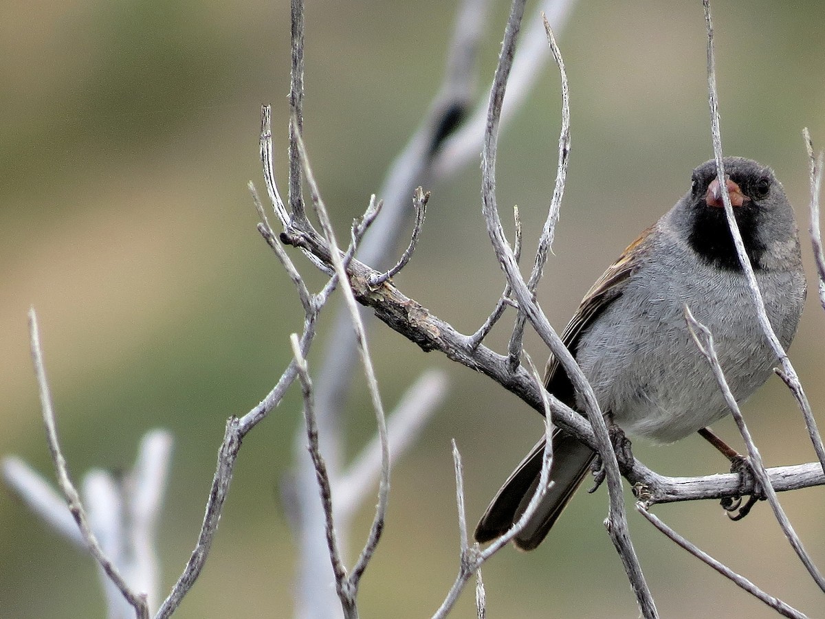 Black-chinned Sparrow - ML612182161