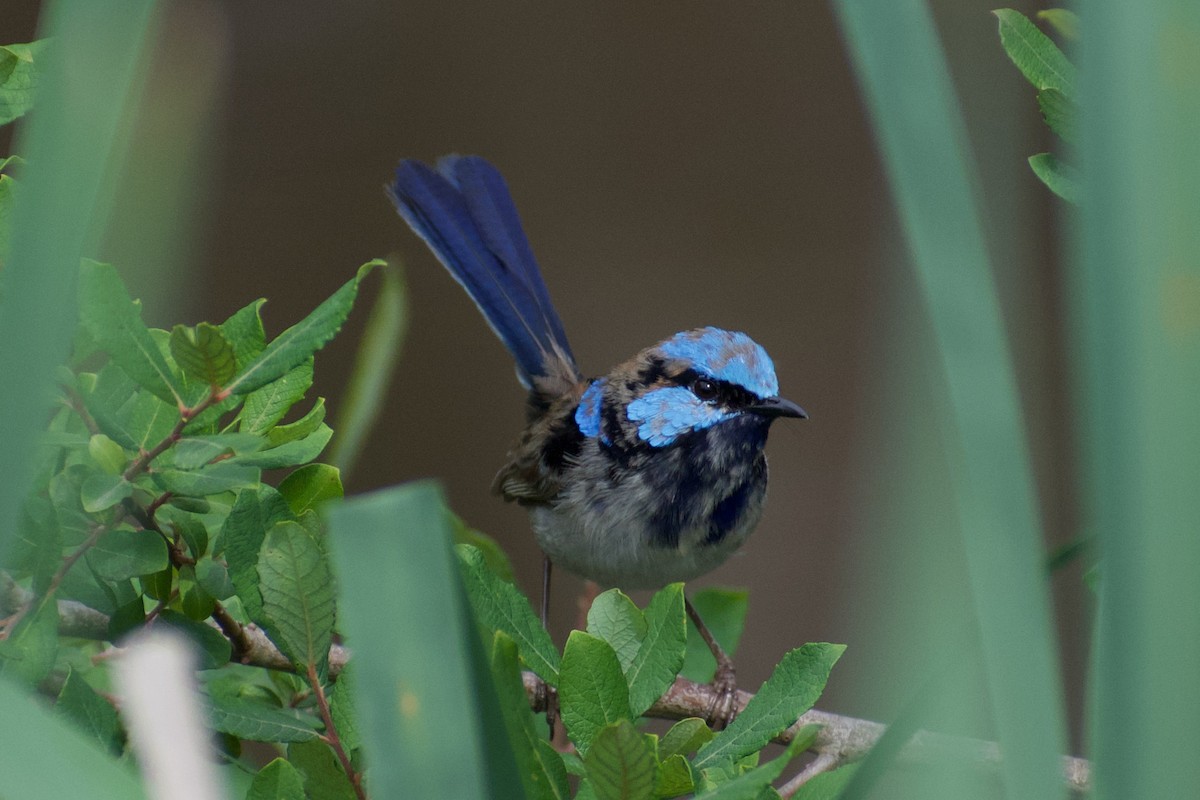 ebird-australia-checklist-13-dec-2023-station-road-wesburn-au-vic