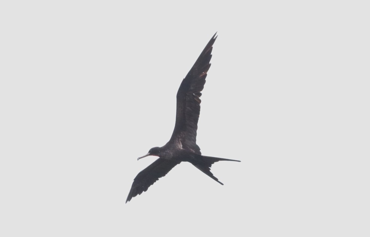 Great Frigatebird - ML612182587
