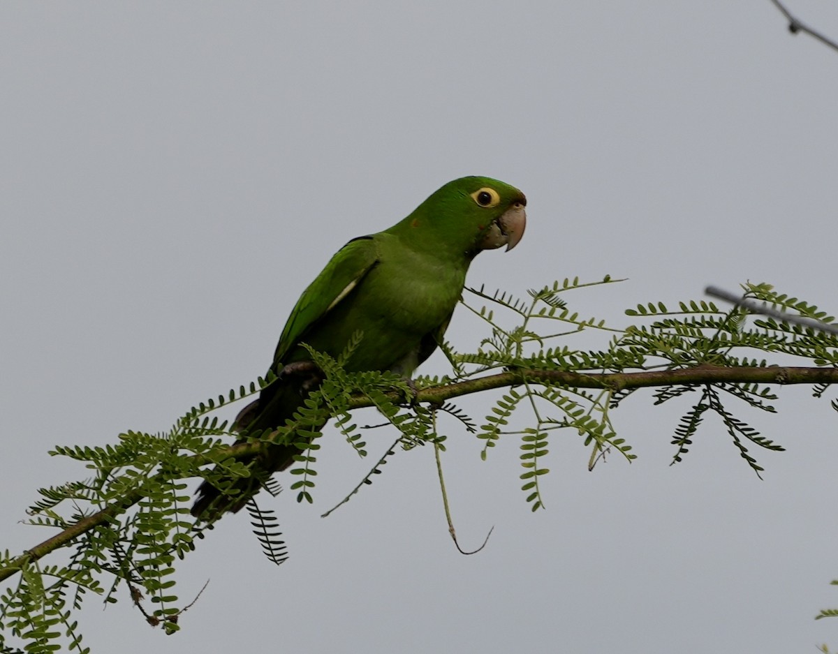 Guayaquil Papağanı - ML612182910