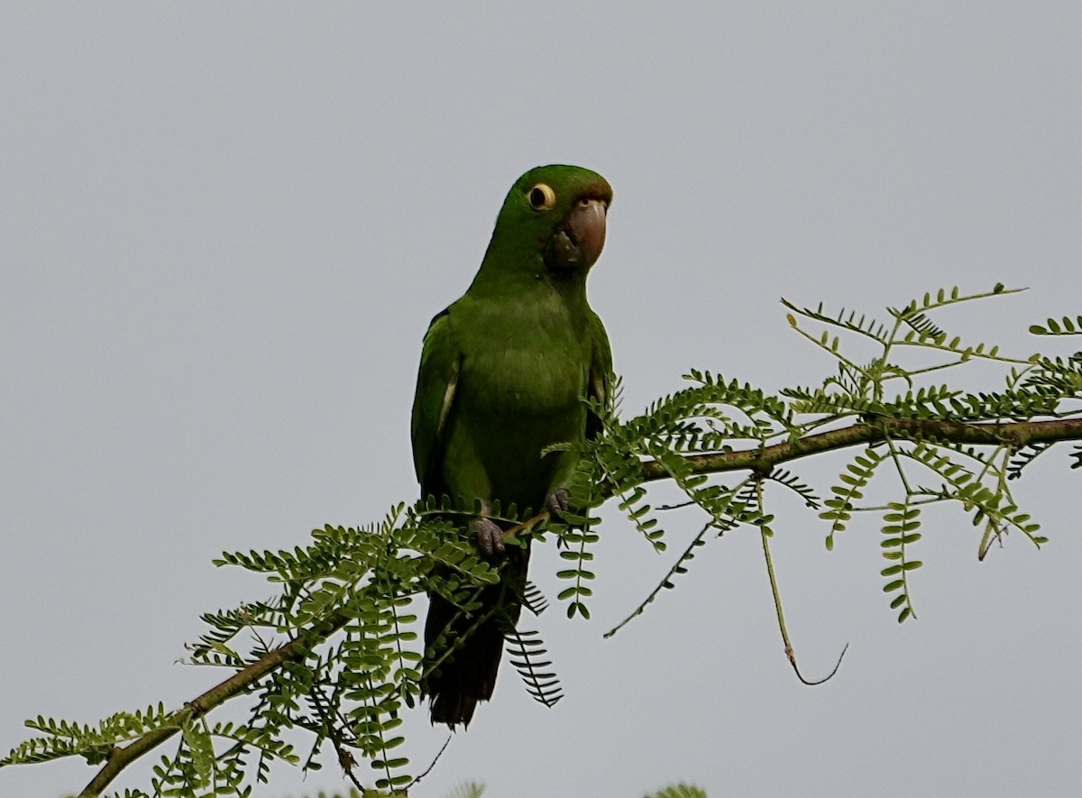 Guayaquil Papağanı - ML612182911