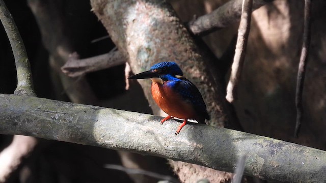 Blue-eared Kingfisher - ML612183575