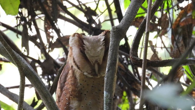 Sri Lanka Bay-Owl - ML612183585