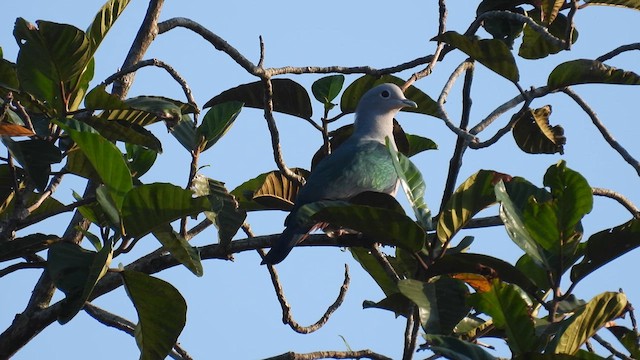 Green Imperial-Pigeon - ML612184040