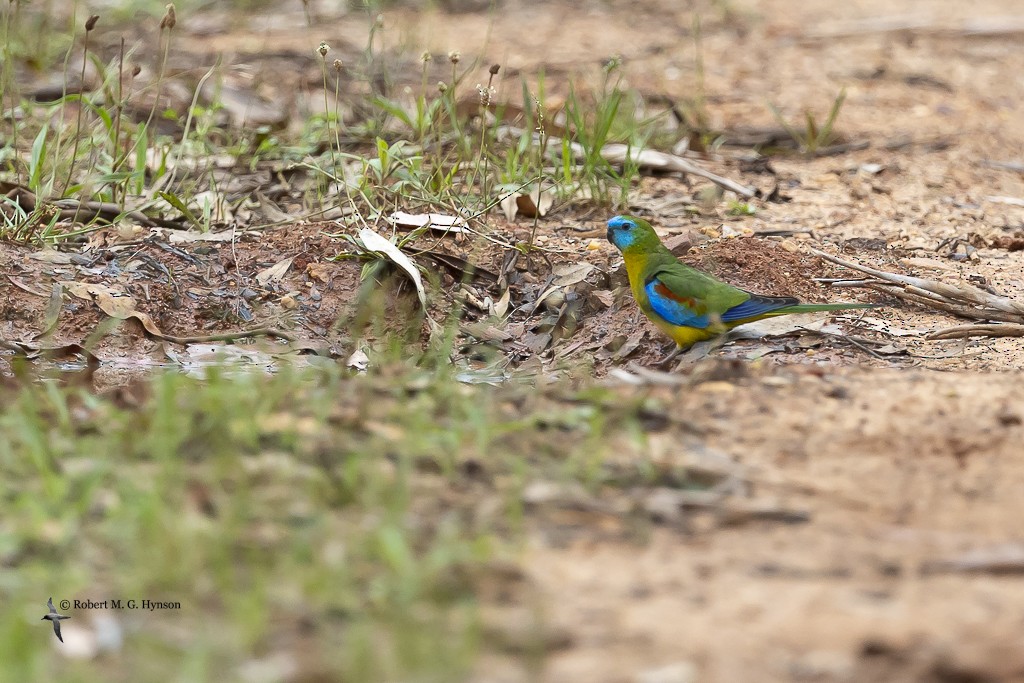 Turquoise Parrot - ML612184396