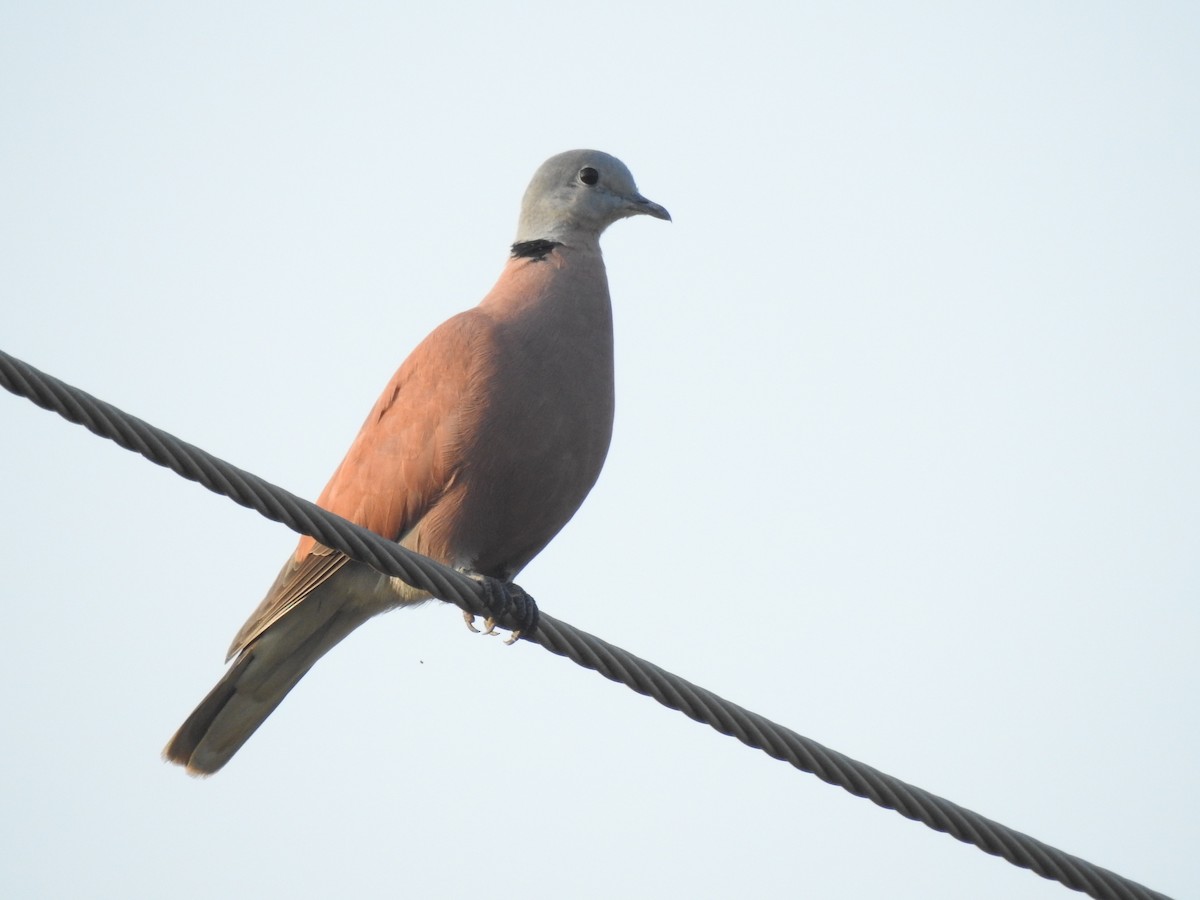 Red Collared-Dove - ML612184584