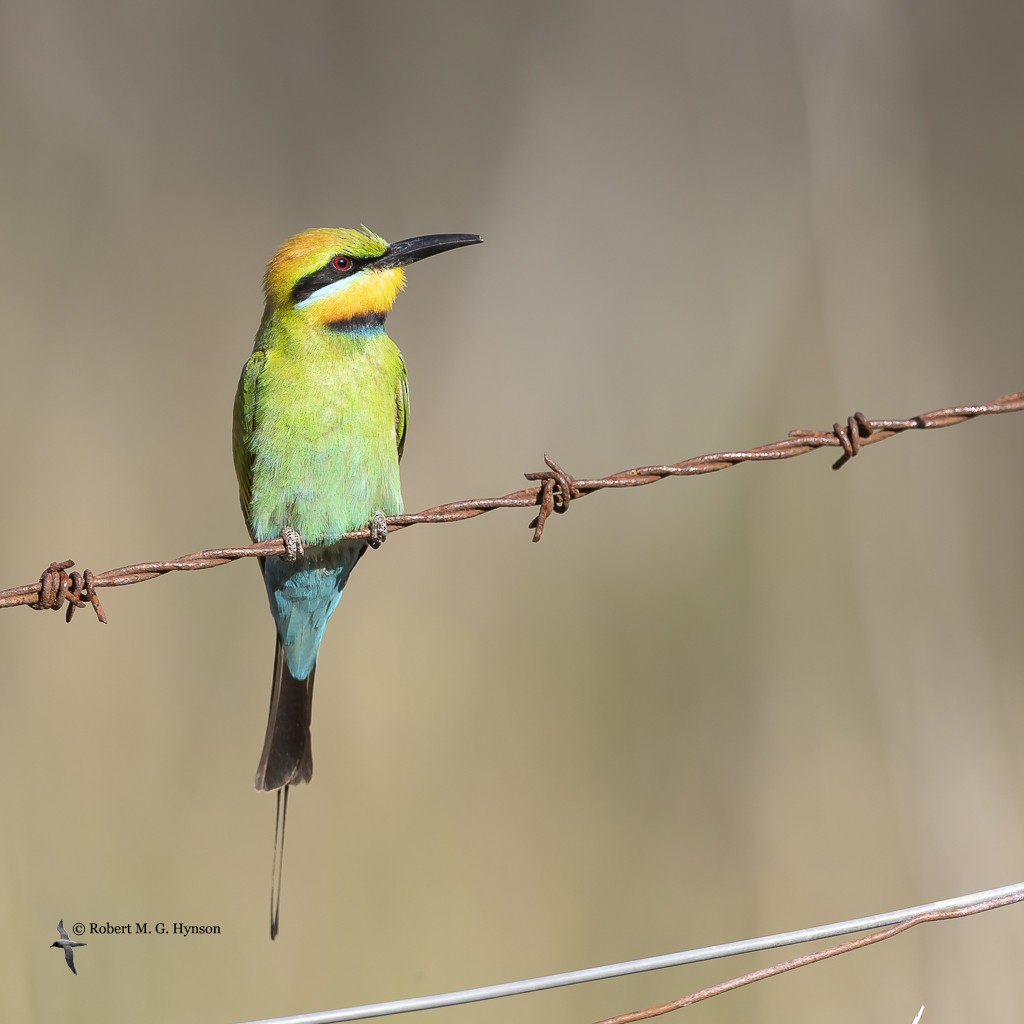 Rainbow Bee-eater - ML612184607
