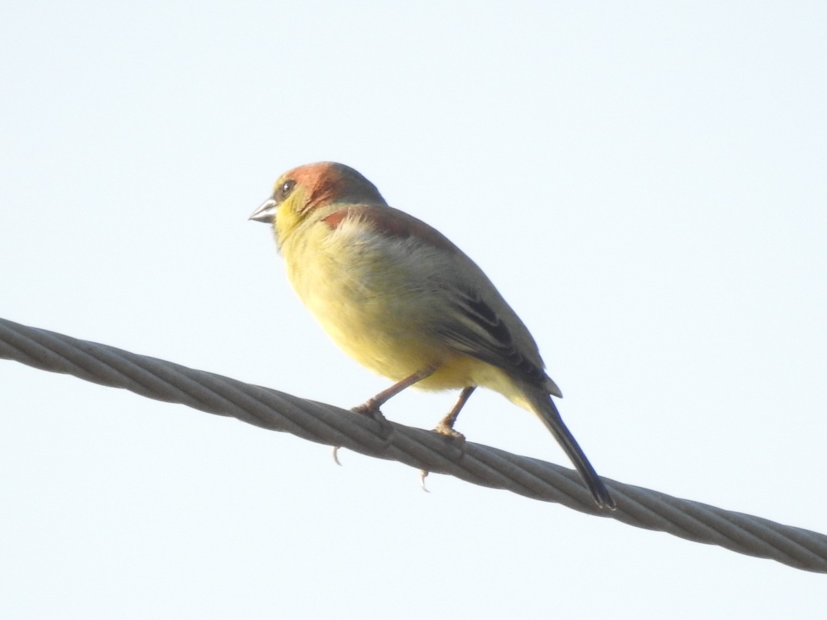 Plain-backed Sparrow - ML612184620