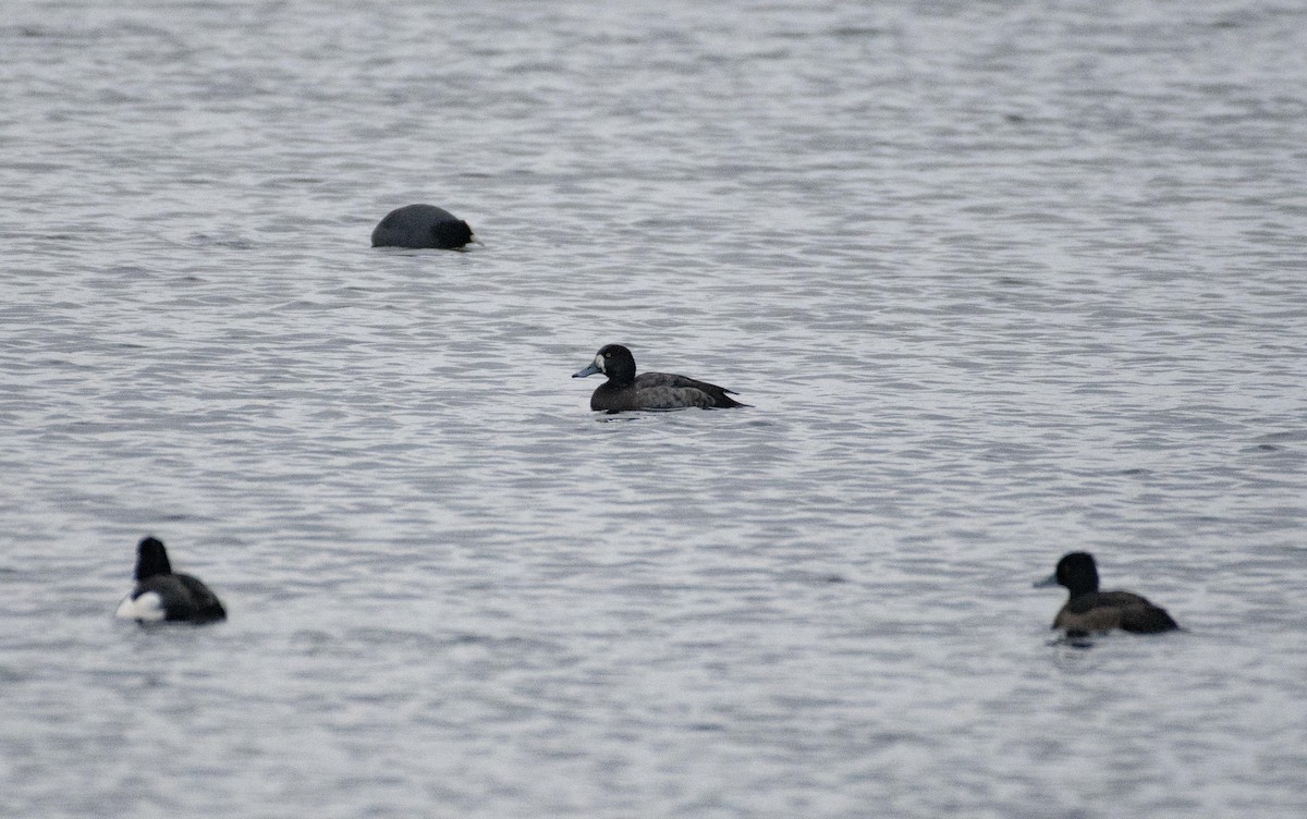 Greater Scaup - ML612184840