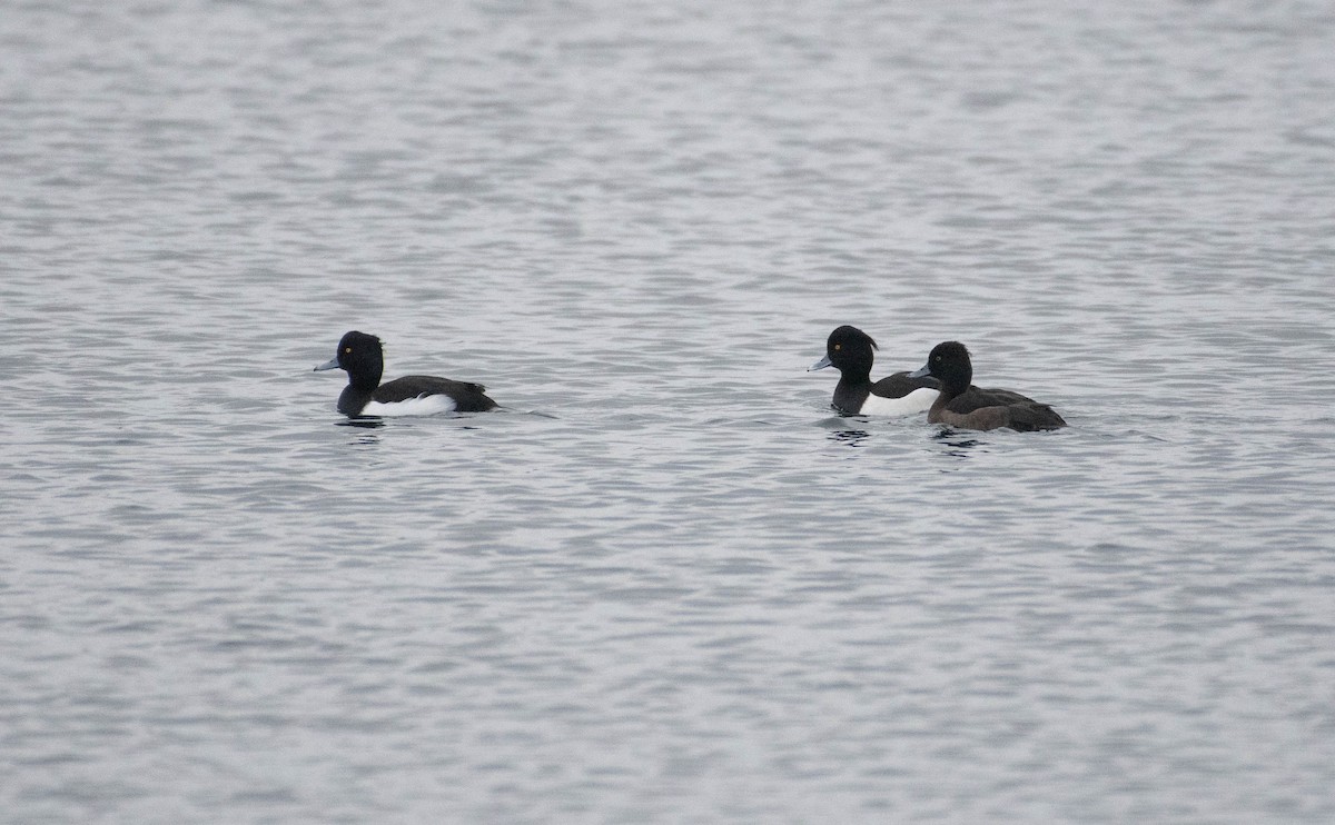 Tufted Duck - ML612184843
