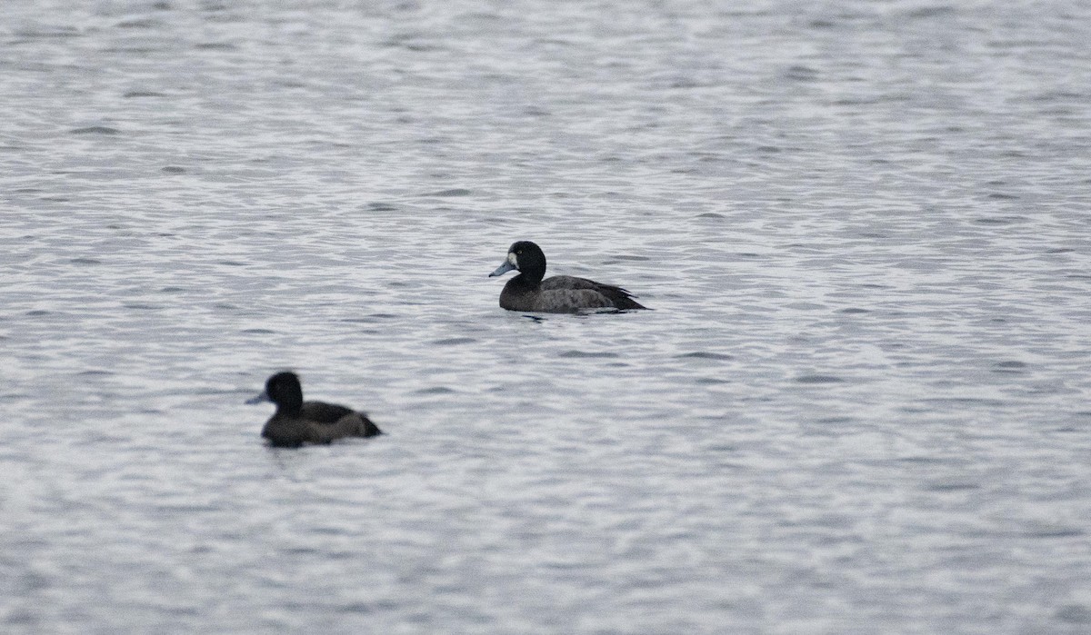 Greater Scaup - ML612184878