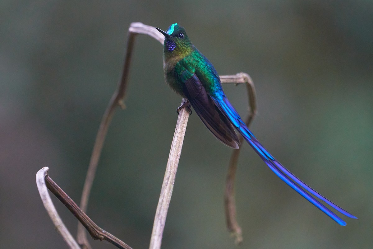 Violet-tailed Sylph - ML612184901