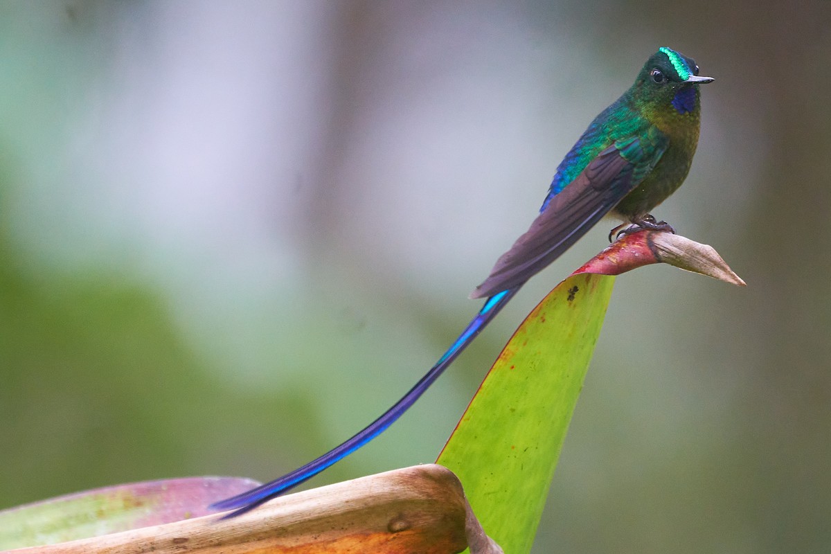 Violet-tailed Sylph - ML612184903