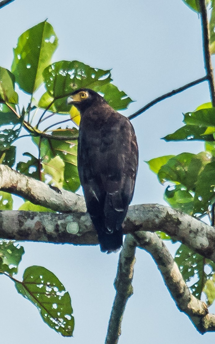 Crested Serpent-Eagle - ML612185126