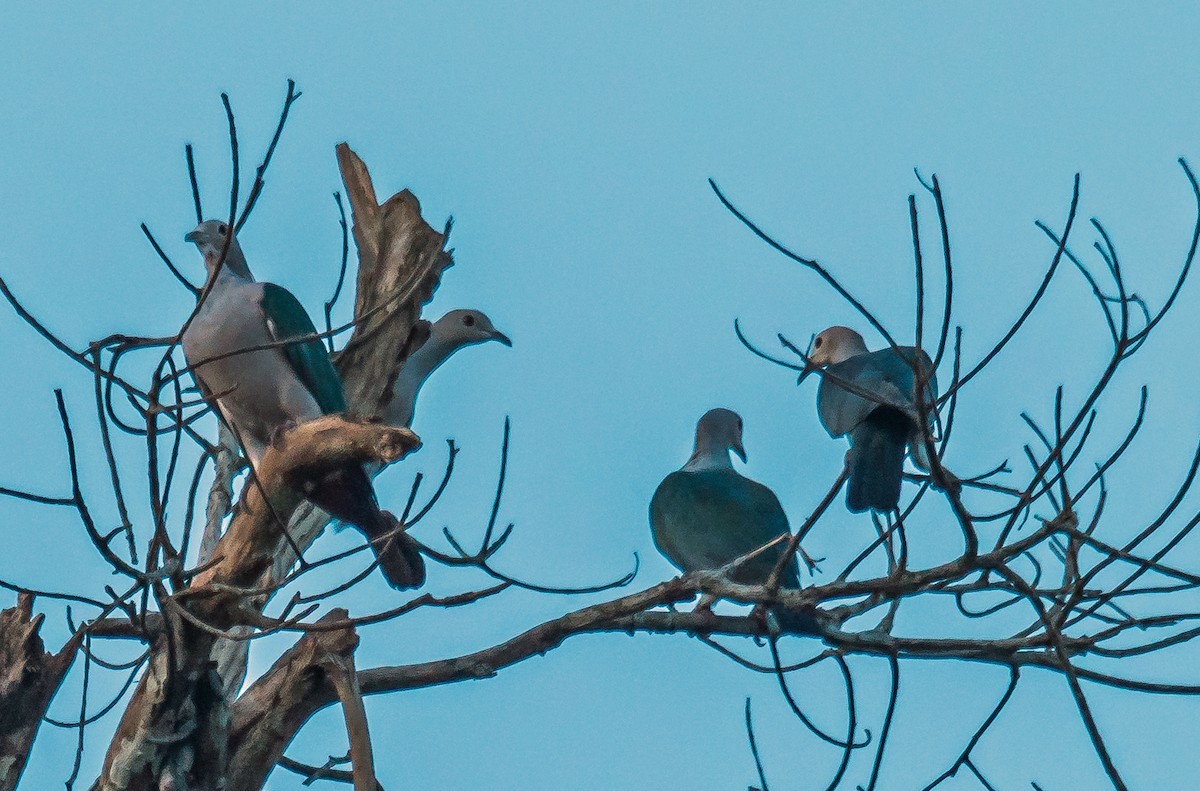 Green Imperial-Pigeon - ML612185147
