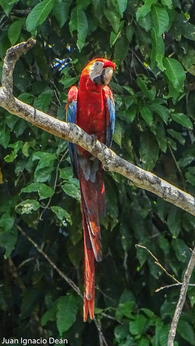 Scarlet Macaw - Juan I. Deán
