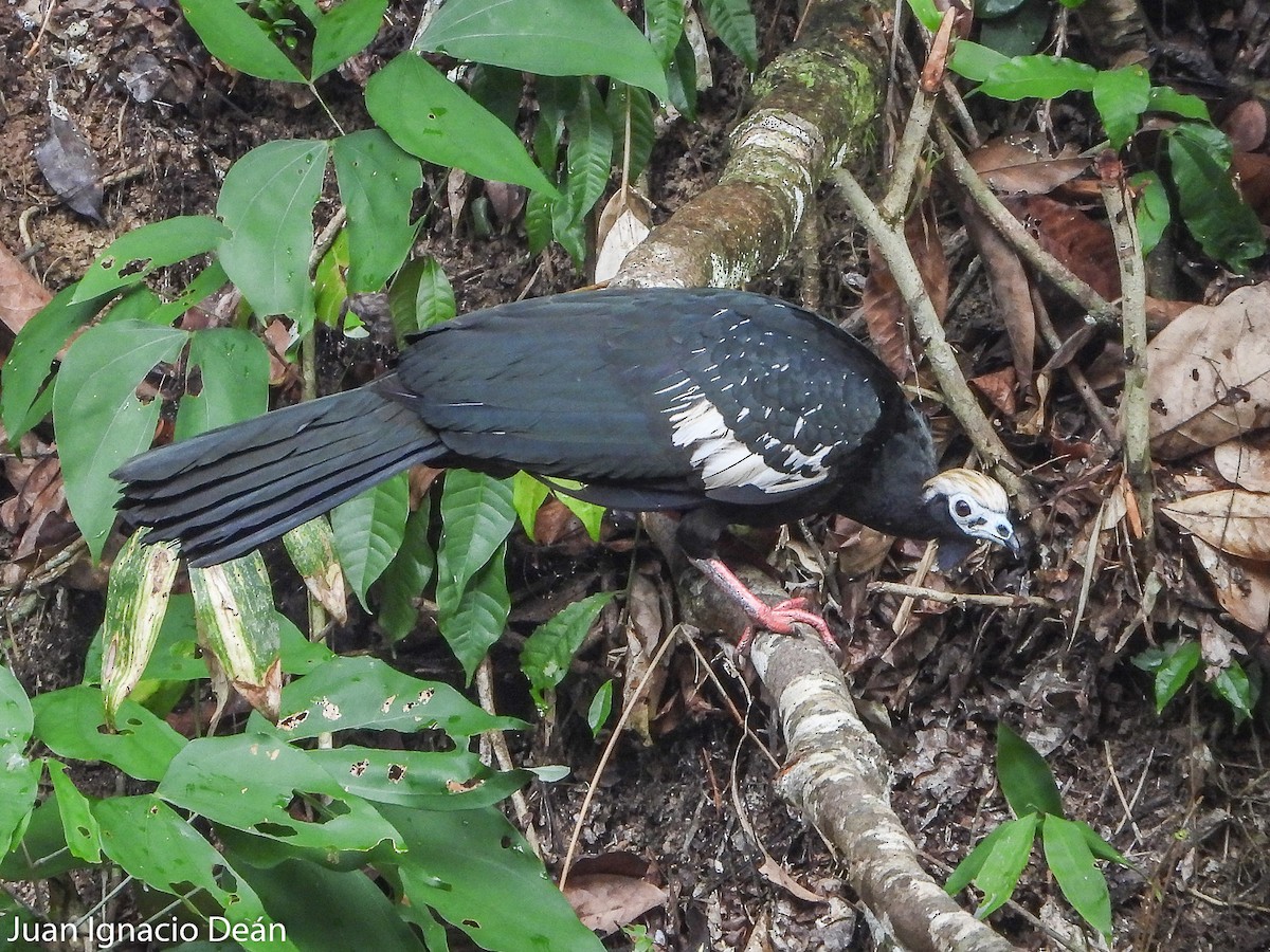 Blue-throated Piping-Guan - ML612185214