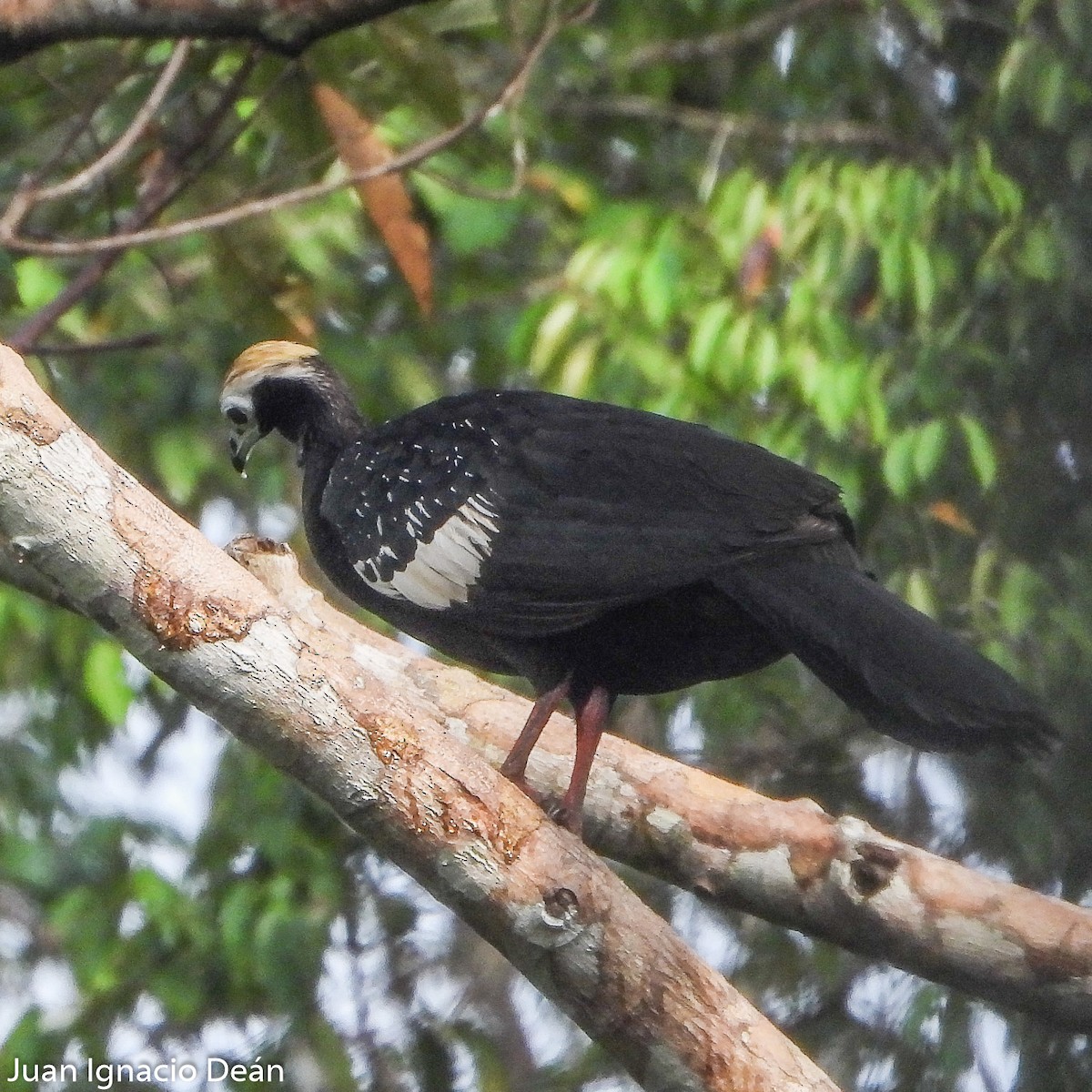 Blue-throated Piping-Guan - ML612185216