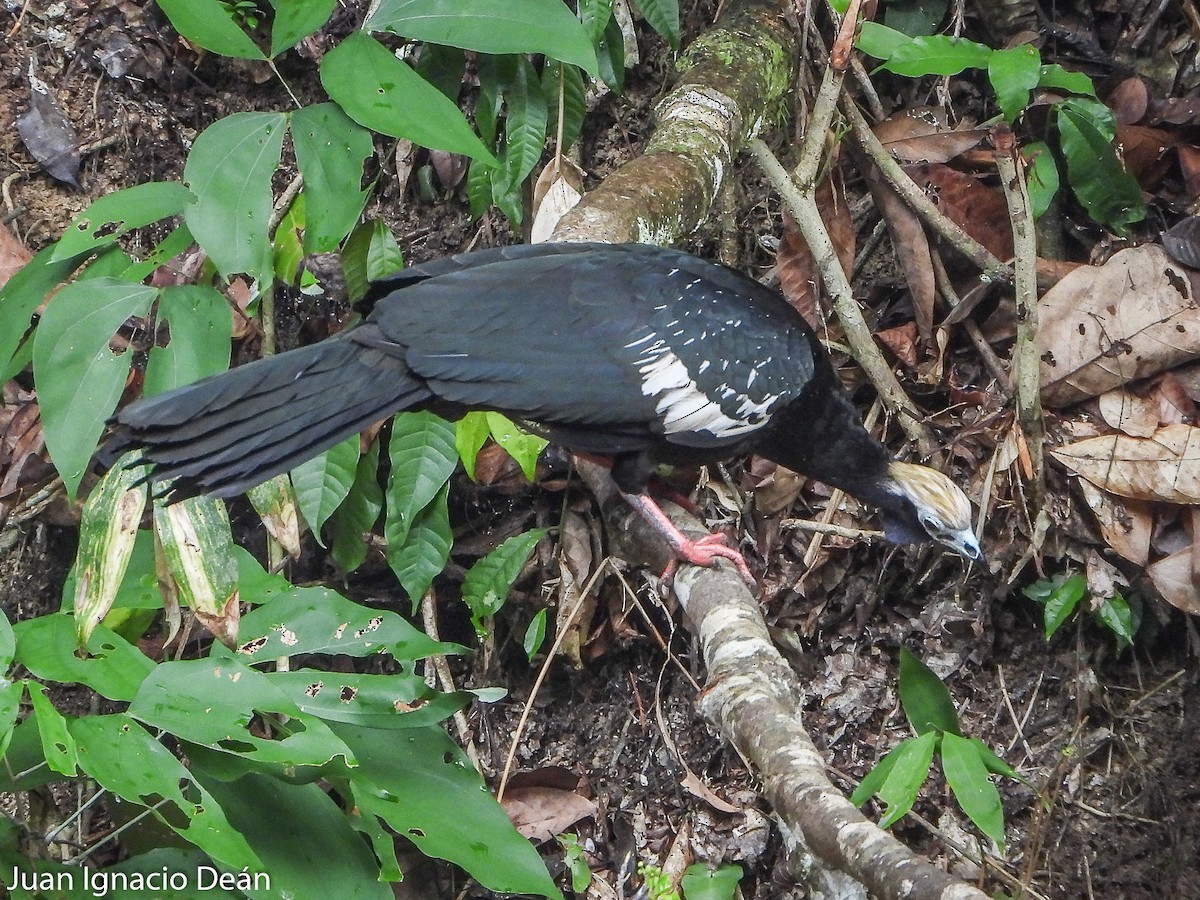 Blue-throated Piping-Guan - ML612185218