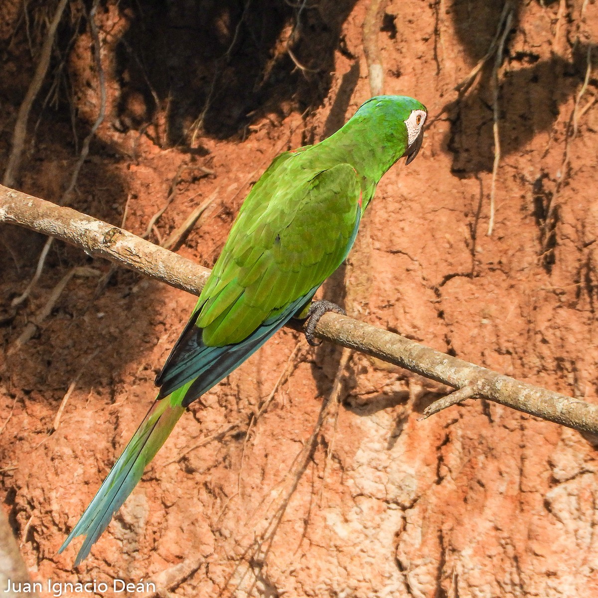 Chestnut-fronted Macaw - ML612185228