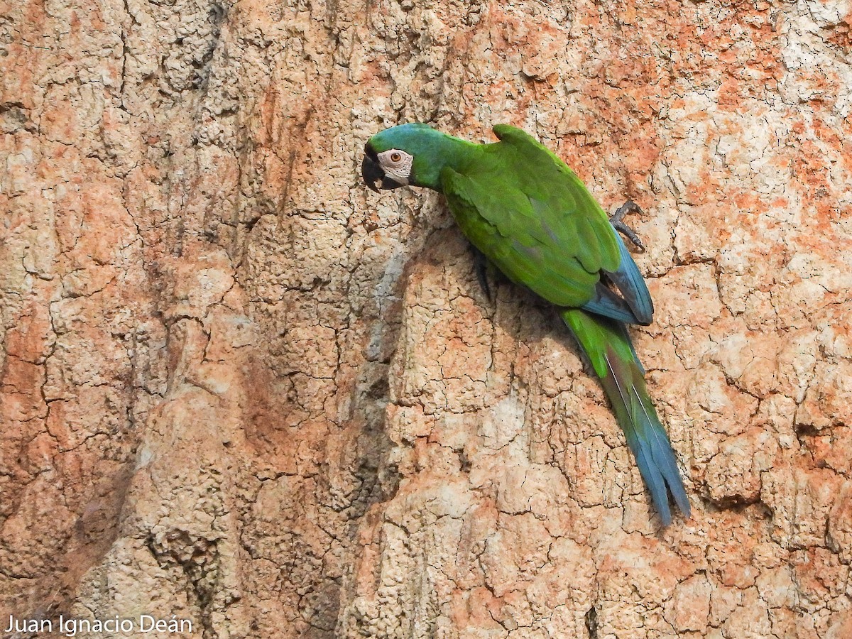 Chestnut-fronted Macaw - ML612185229