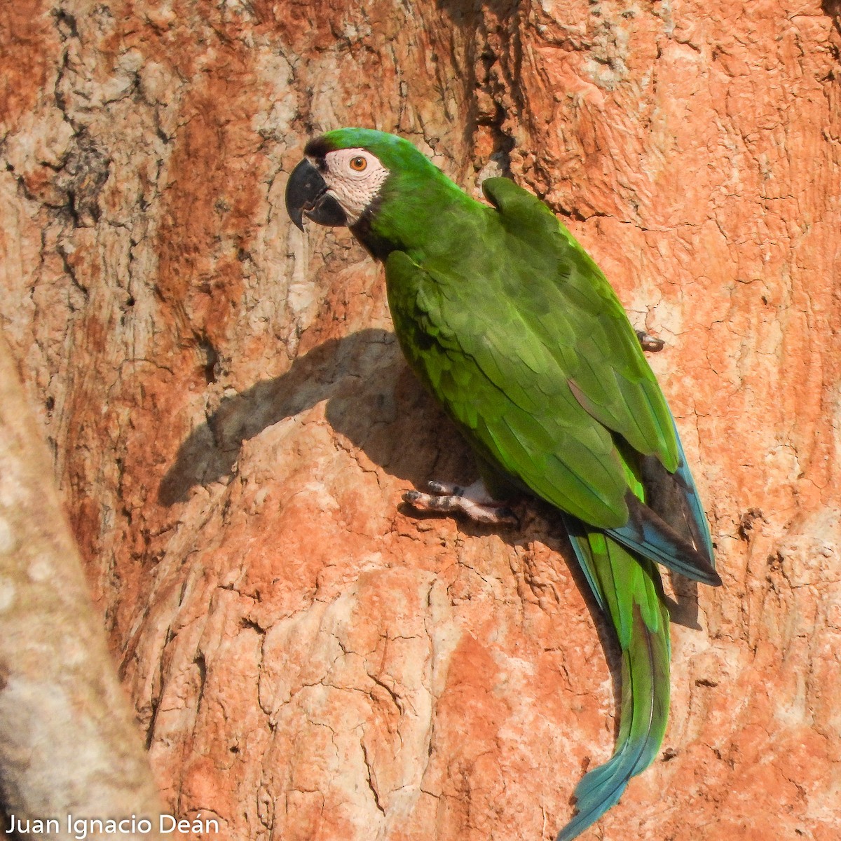 Chestnut-fronted Macaw - ML612185231