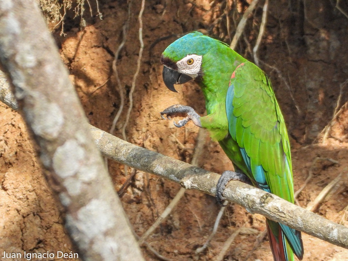 Chestnut-fronted Macaw - ML612185235