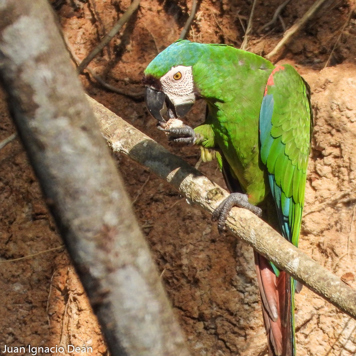 Chestnut-fronted Macaw - ML612185238