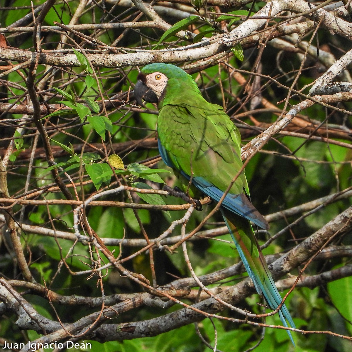 Chestnut-fronted Macaw - ML612185239