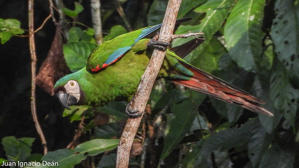 Chestnut-fronted Macaw - ML612185240