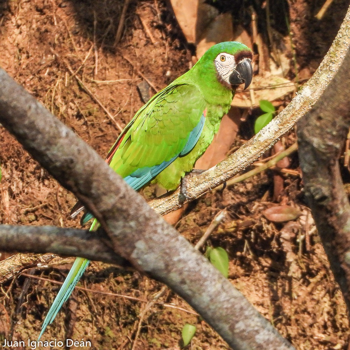 Chestnut-fronted Macaw - ML612185241