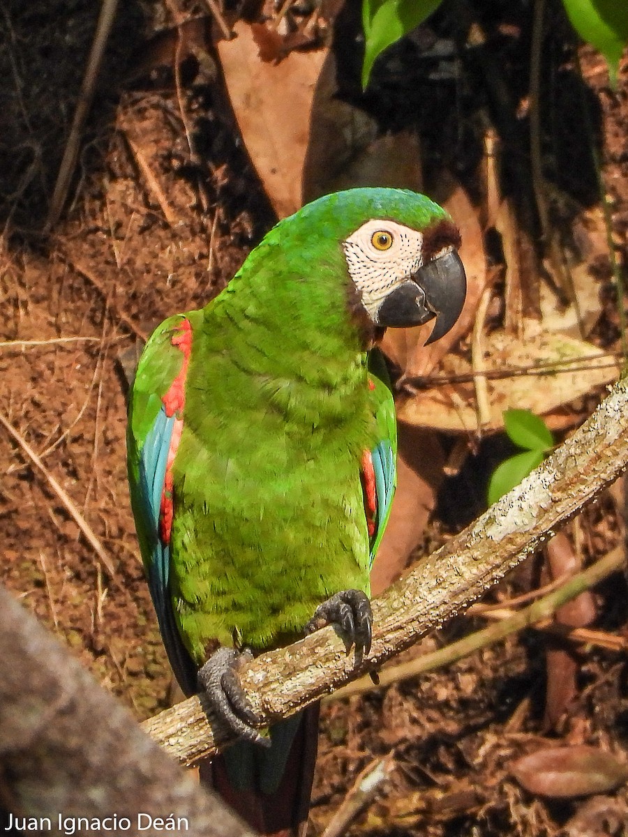 Chestnut-fronted Macaw - ML612185242