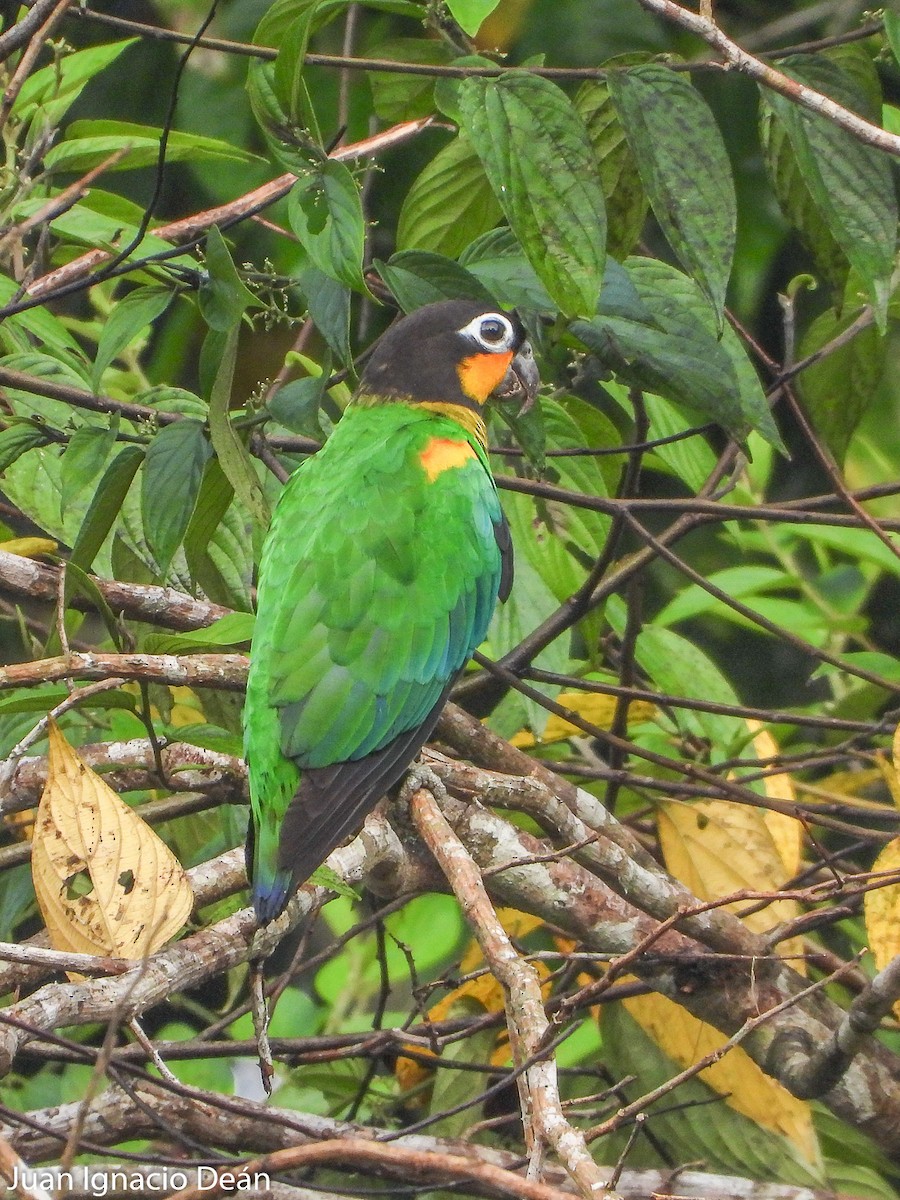 Orange-cheeked Parrot - Juan I. Deán