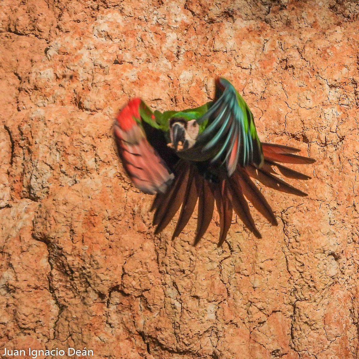 Chestnut-fronted Macaw - ML612185271