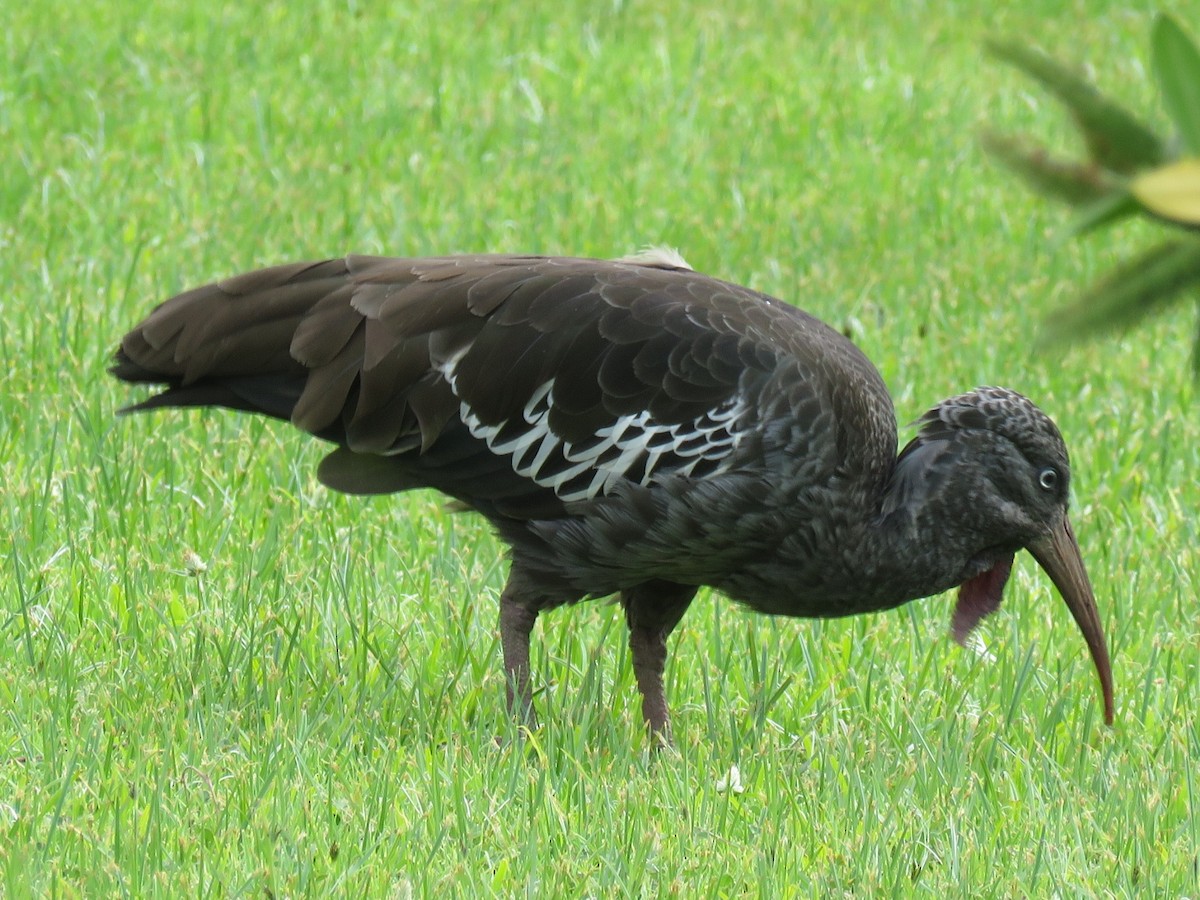 ibis etiopský - ML612185589